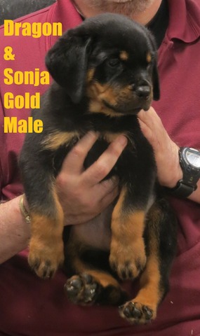 Sonja Gold M @ 9wks