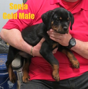 Sonja Gold Male