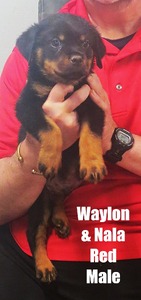 Waylon x Nala Red Male