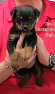 Worf X Dusk Chocolate Male