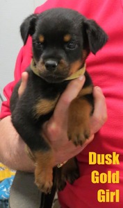 Worf X Dusk Gold Female