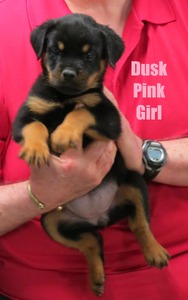 Worf X Dusk Pink Female