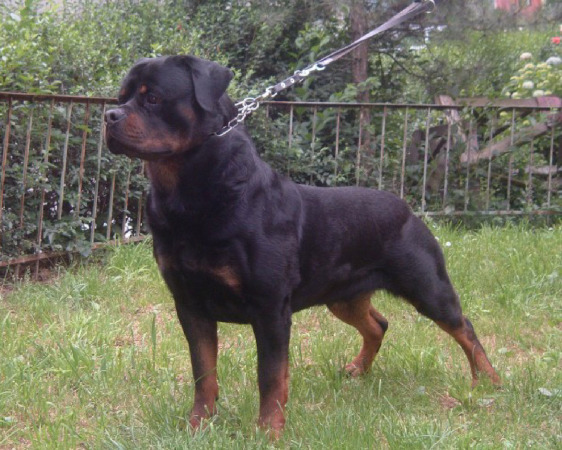german rottweiler puppies for sale