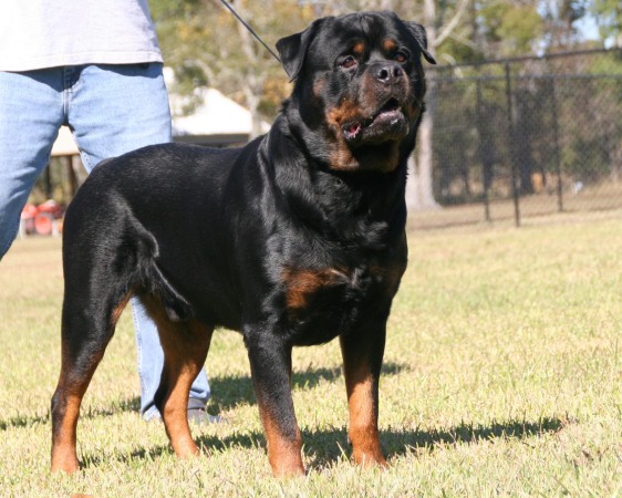 baby rottweiler for sale near me