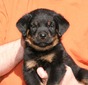 McKinley X Jock Gold Collar Male