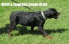 Worf X Empress Green Male